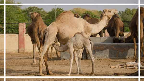 National Research Centre Camel