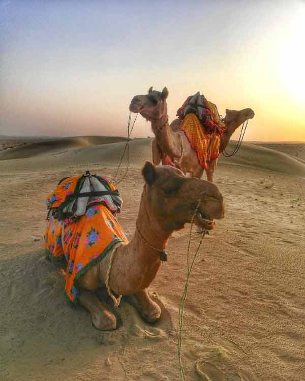 Rajasthan Camel Safari