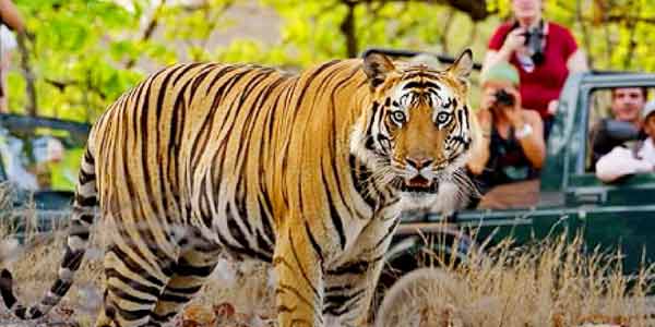 Rajasthan Wildlife Tours