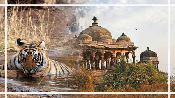 Ranthambore Destination