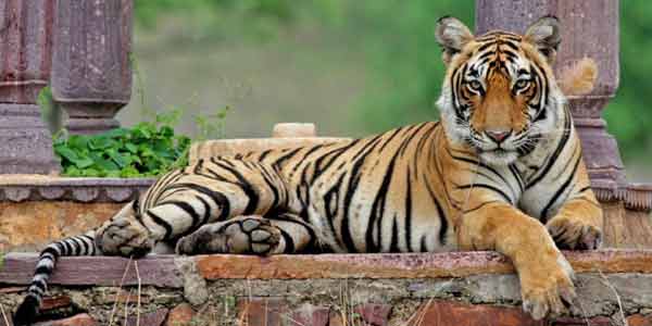 Ranthambore Car Rental