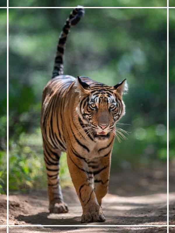 Wildlife Rajasthan