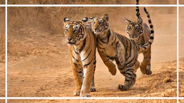 Rajasthan Wildlife Tours